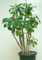 Acalypha marginata
